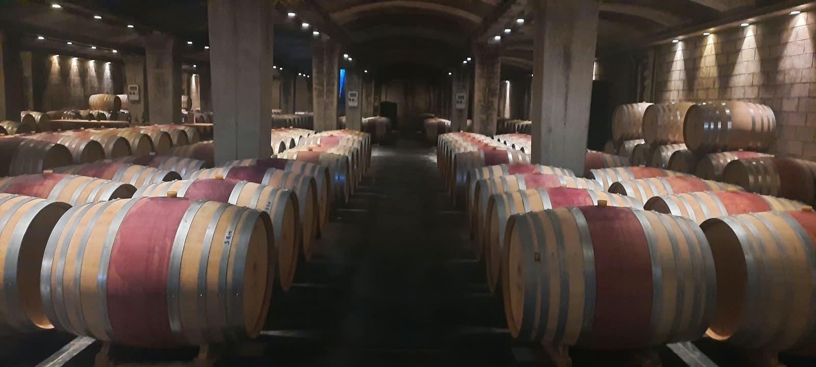 Winery tour: we drive, you taste